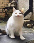 ねこ