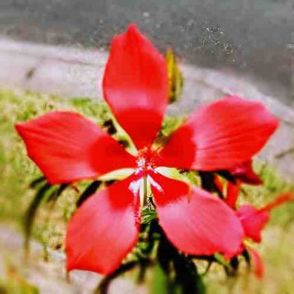 𝐌𝐚𝐧𝐚𝐦𝐢