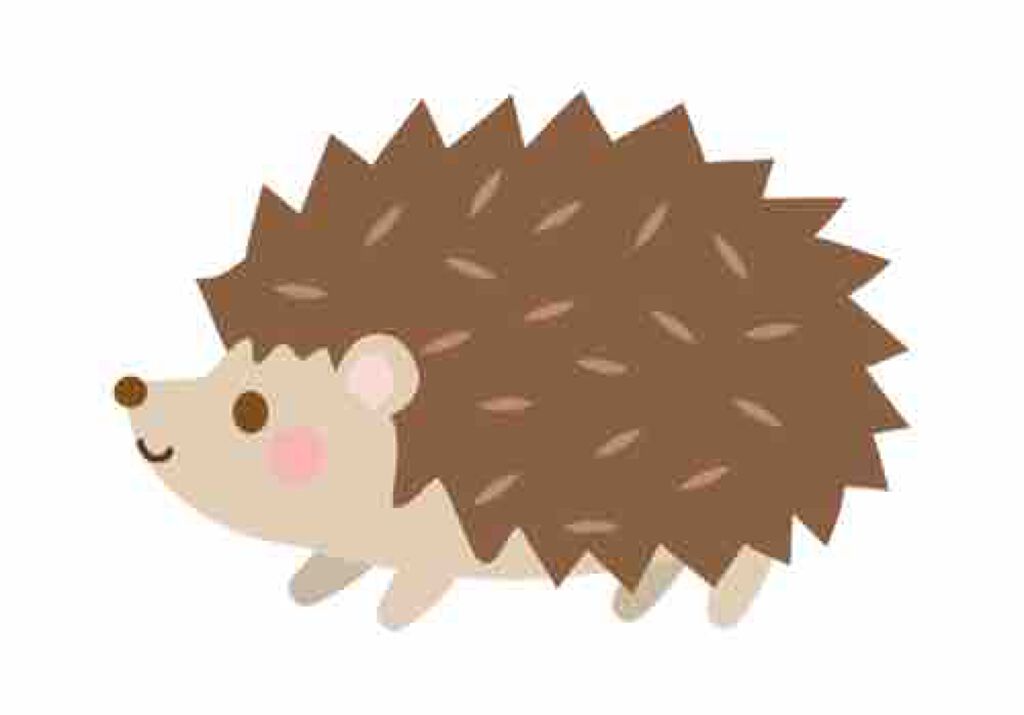 ハリネズミ🦔
