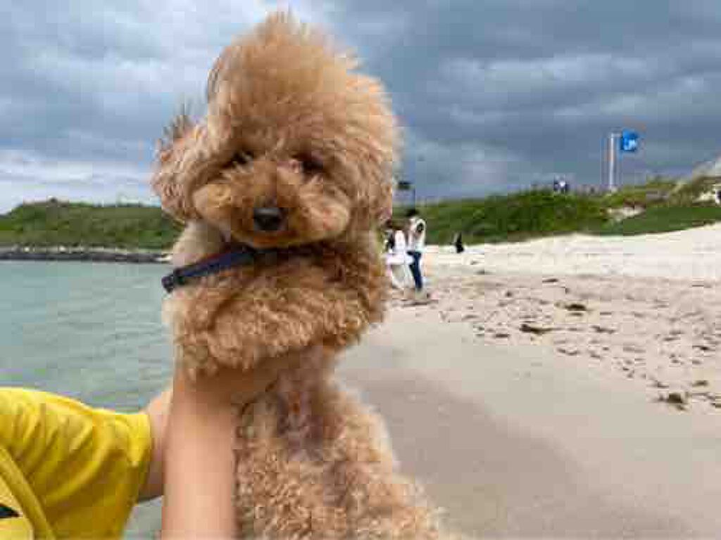 イエベ春  アイプチマン