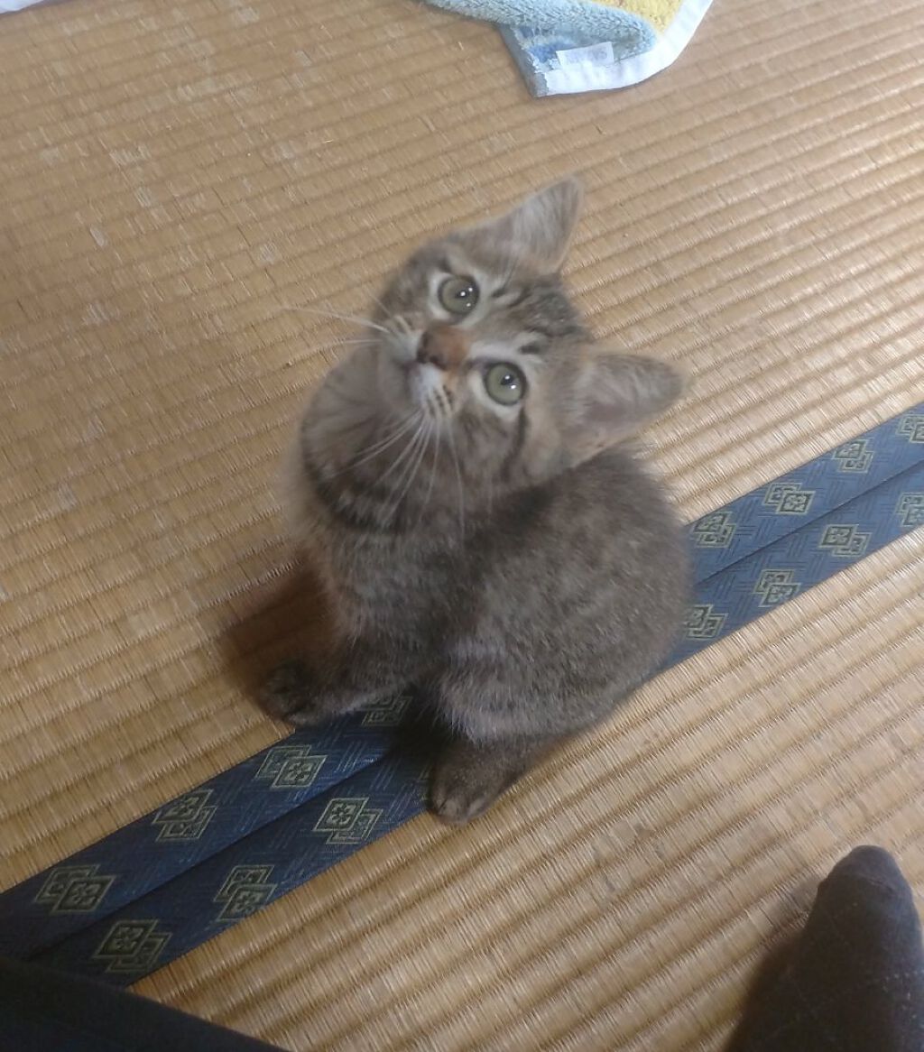 さより…新にゃんこお迎えしました😻
