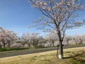 rinoriko