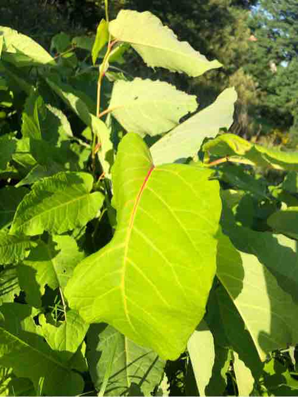 𓆞𓆟❄️マス❄️𓆝𓆞