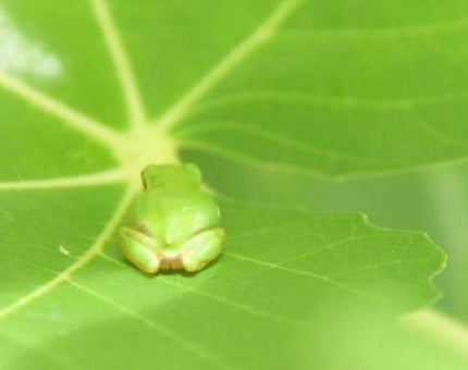 かえる🐸