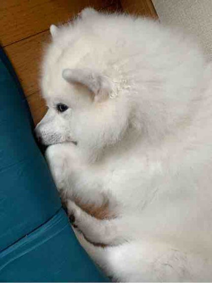 sa