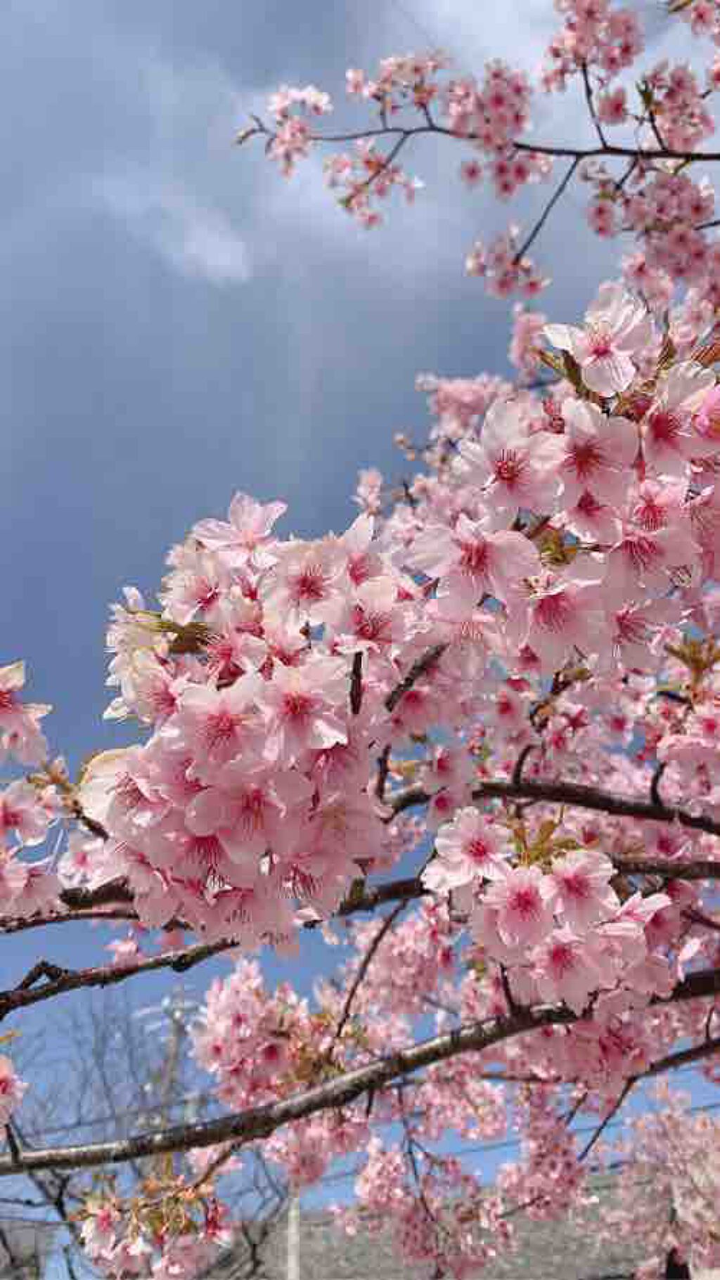 はるのきなこ🌸