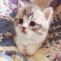 uiwww