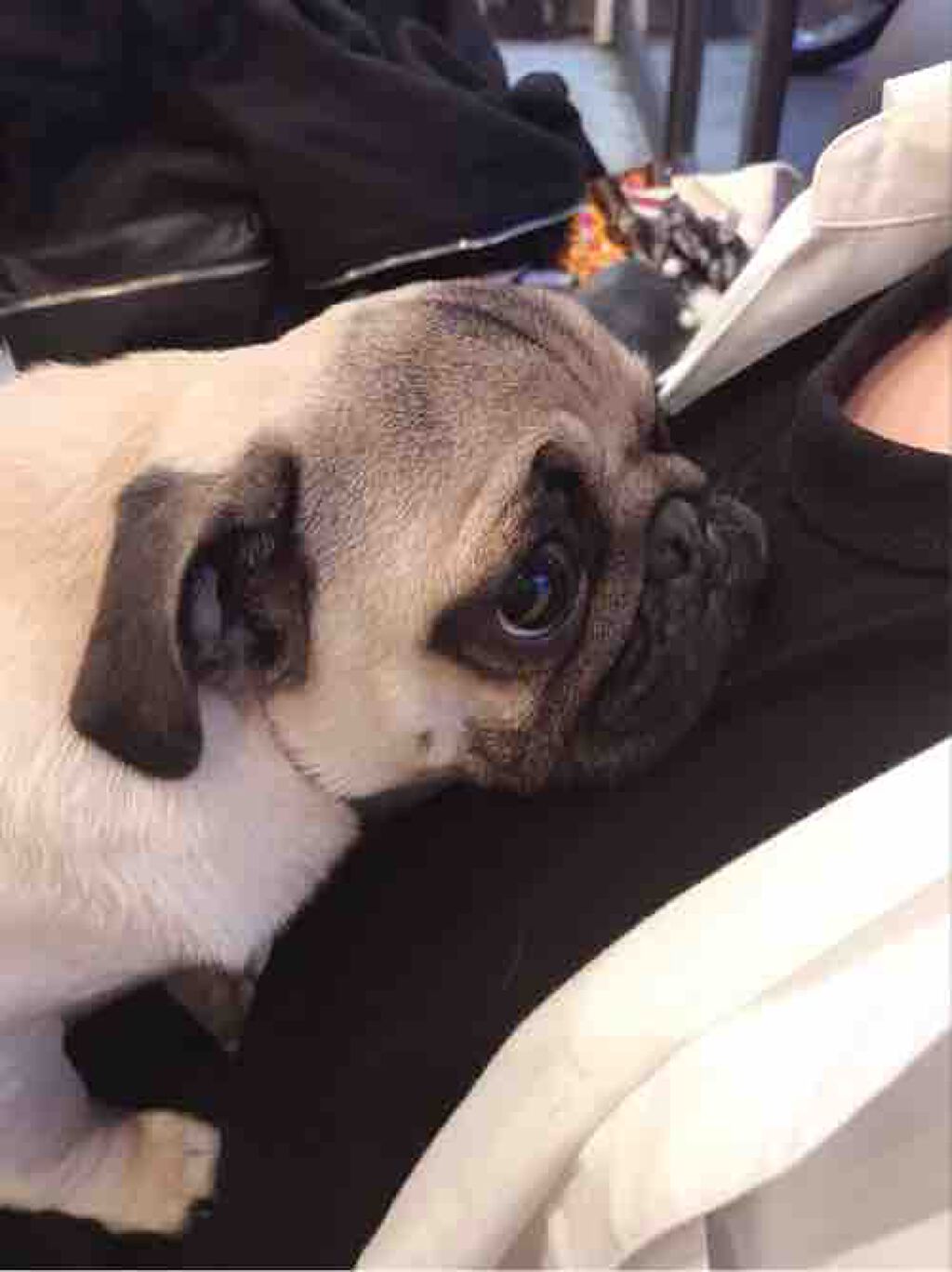 🦋 𝑦𝑢𝑛𝑎 🦋 