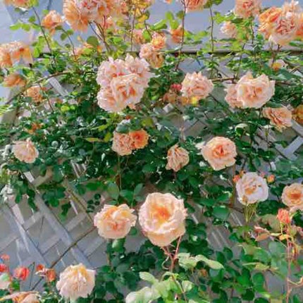 ぱんだもぐもぐ