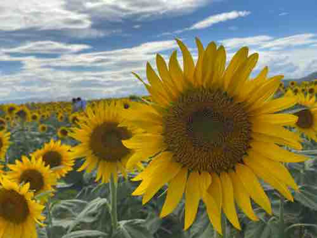 はるぽむ🦖⸒⸒