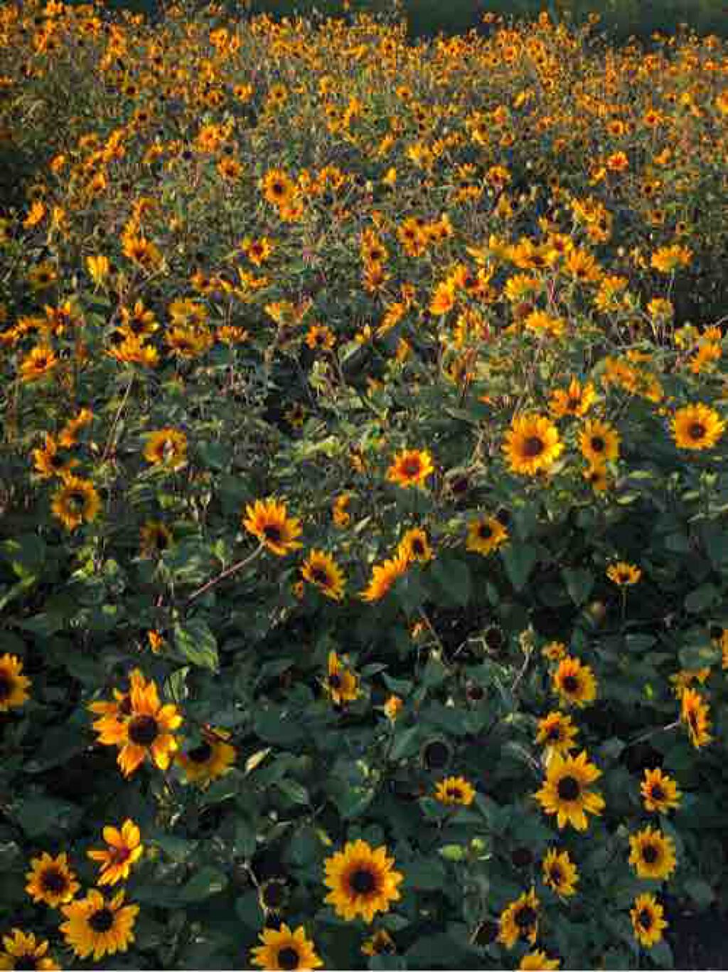 Rina:フォロバ100%!!