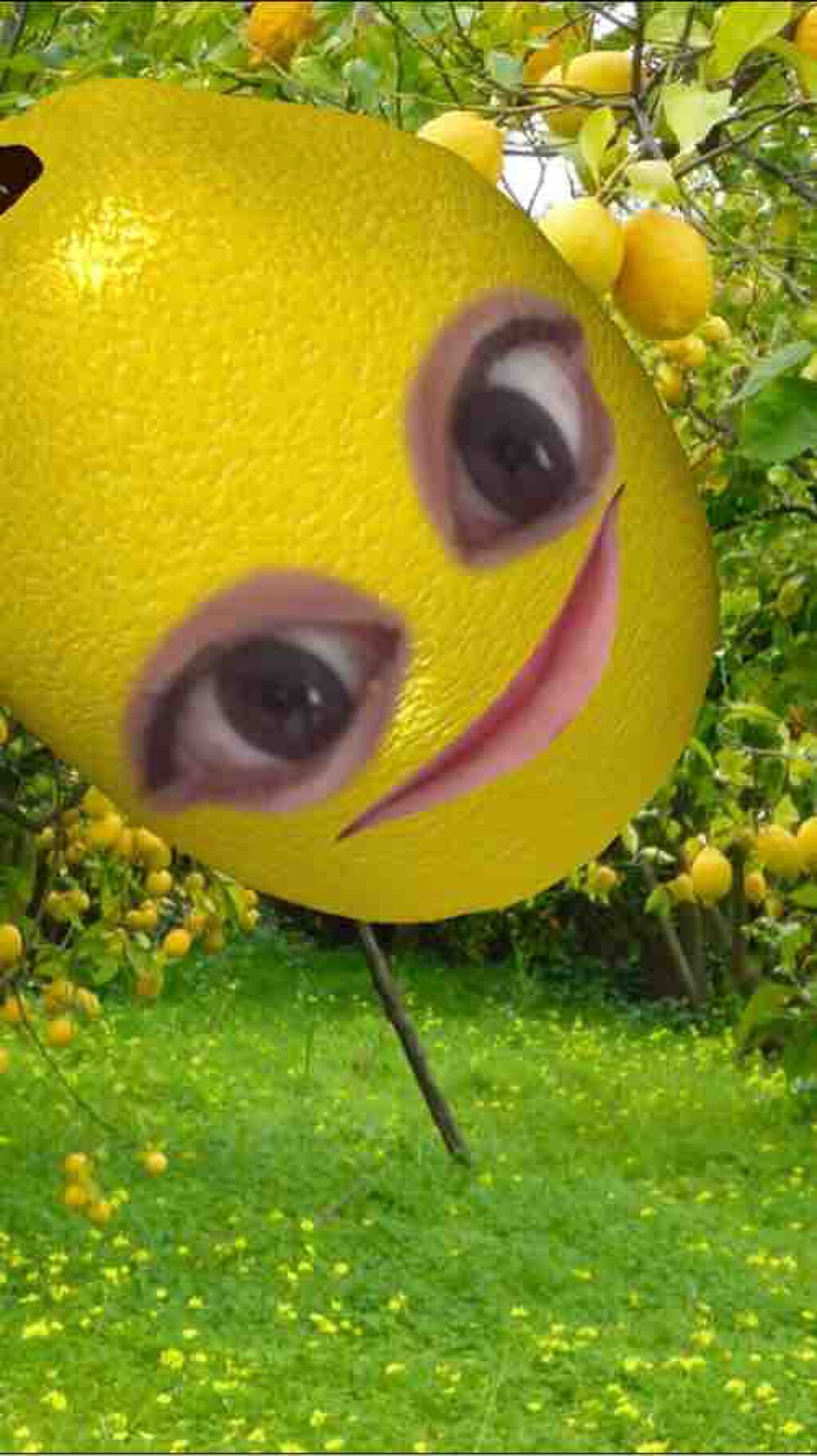 購入品正直レビュー