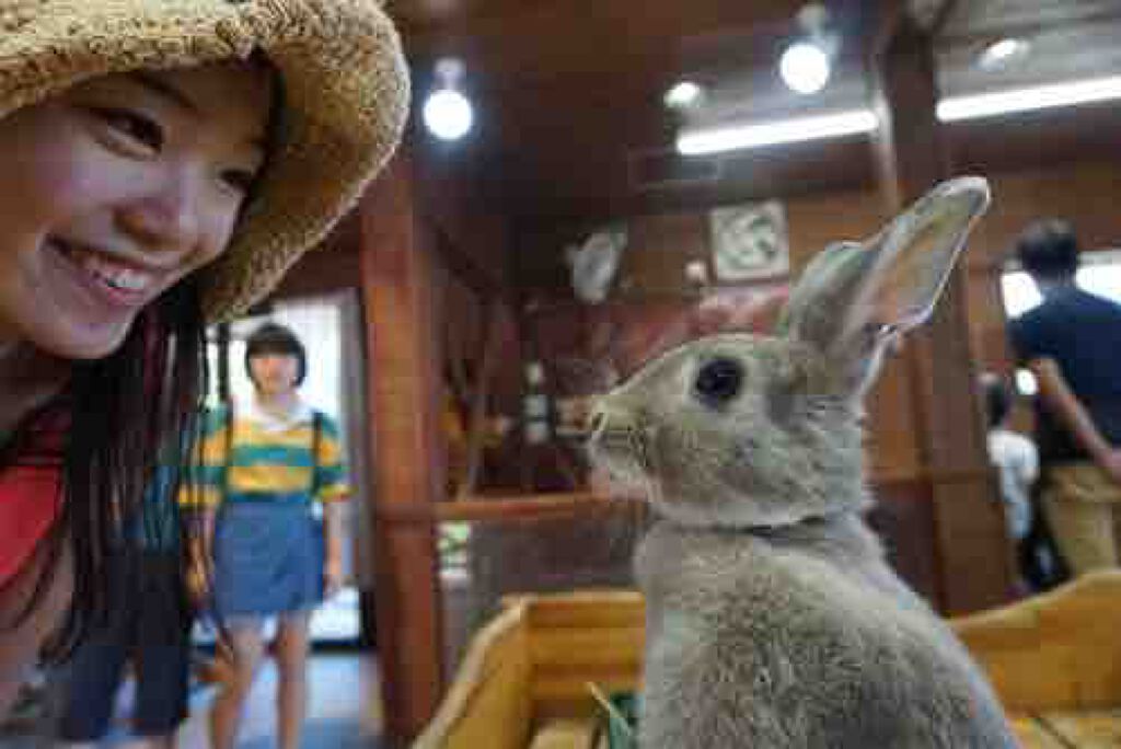 うさぎちゃんシンドローム