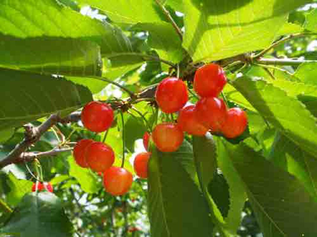 𝕊𝕒𝕜𝕦𝕣𝕒🖤