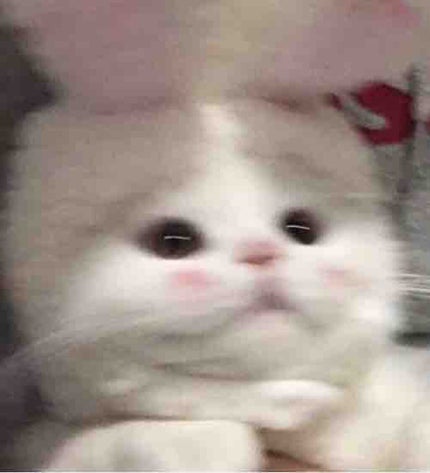 ぶる