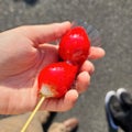 いちご飴《イエベ秋🌰》