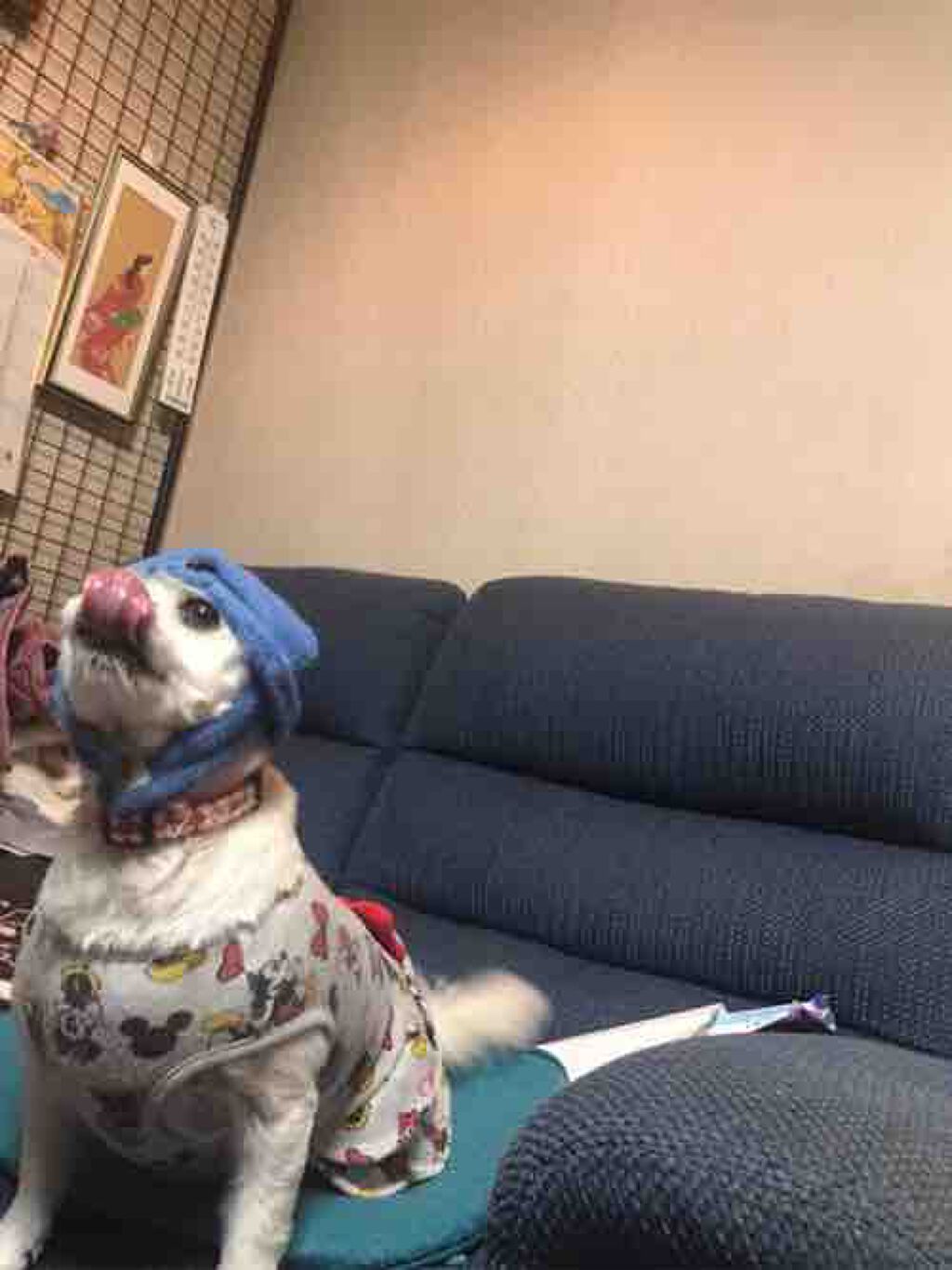 COVERMARK ソフトESパクト ファンデーションP-20ピンク*10 property