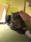ãã