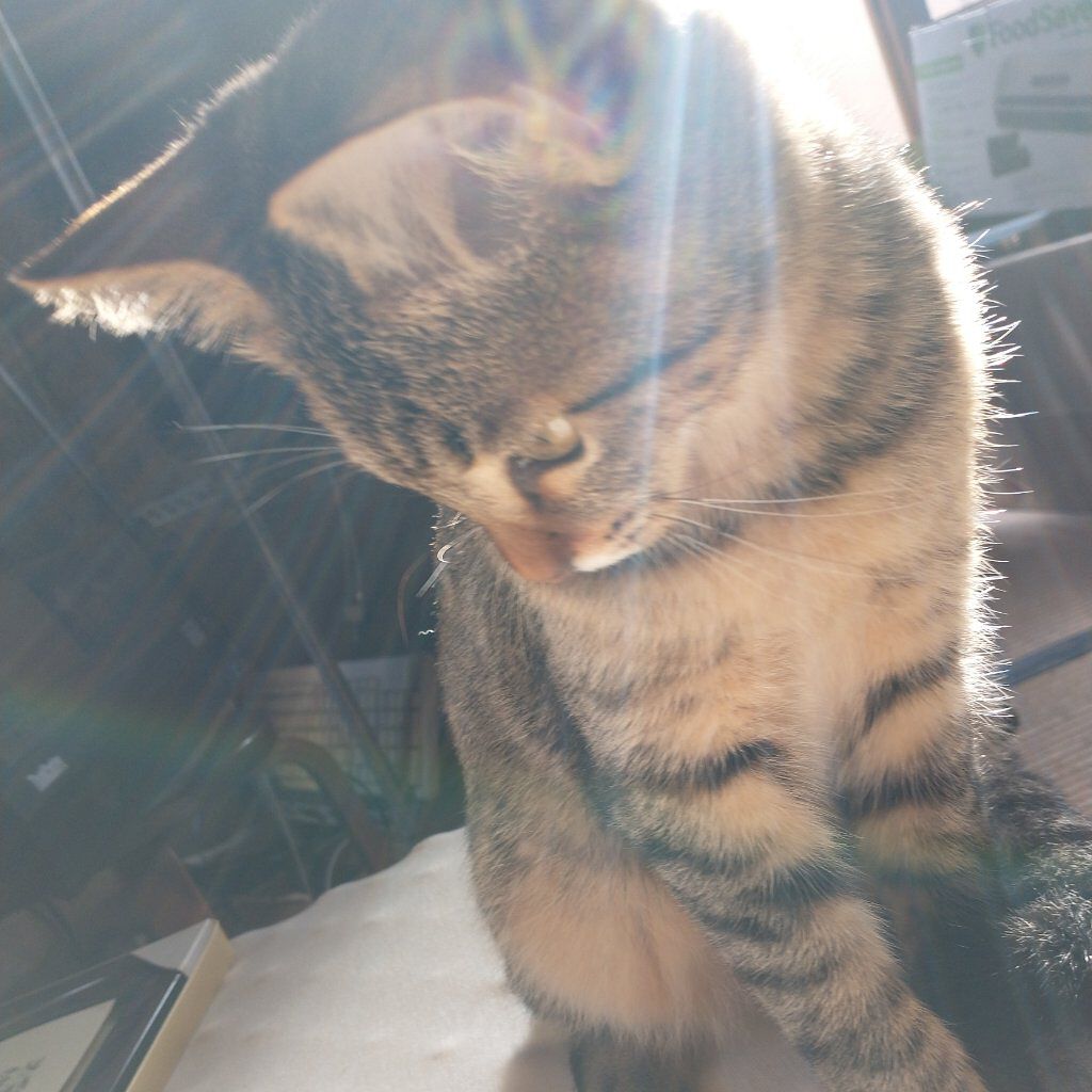 さより…にゃんこLOVE🐈低浮上ぎみ