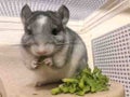 はにぃぴんく