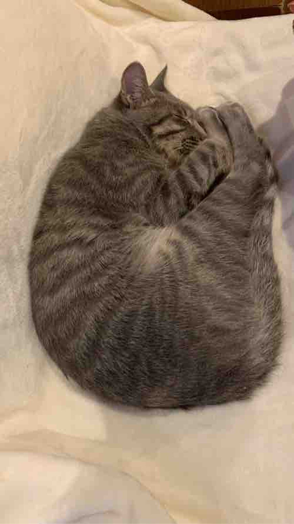 ふれっしゅふらっしゅ