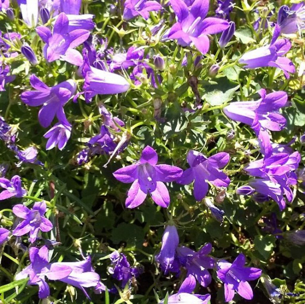 ひまわり/フォロバ100%強化中