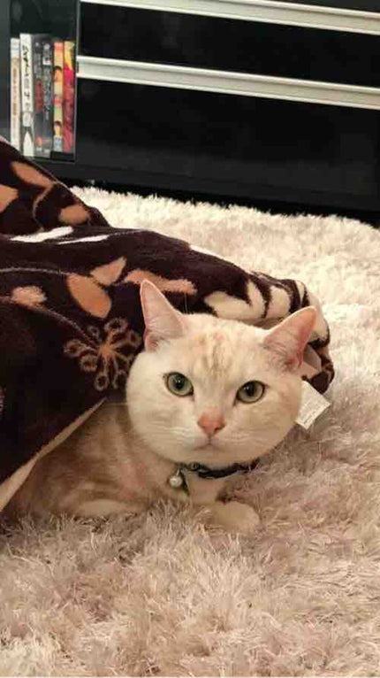 殿と姫🐱