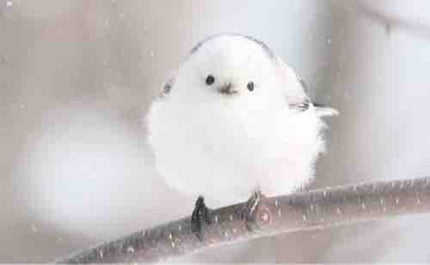ワタアメ…・ω・)つ