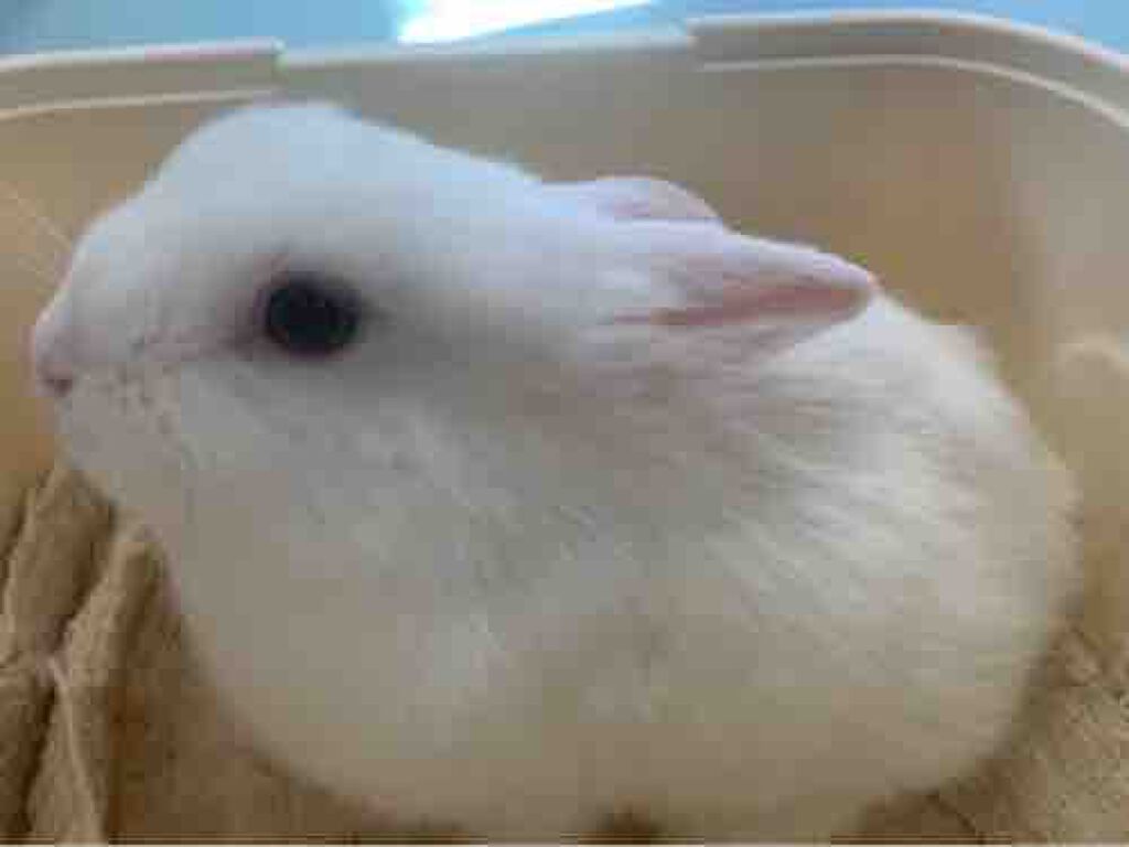 うゆ@ニュートラル