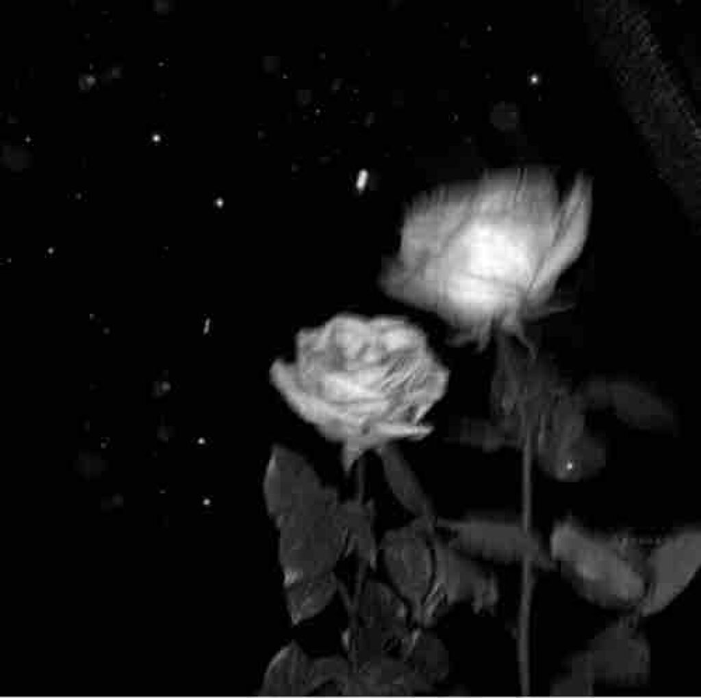 あずさ‪‪ꪔ̤̮‪