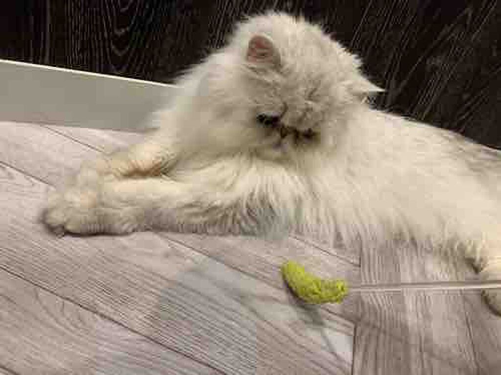 むらた　れいな