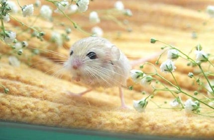 ニャームコ