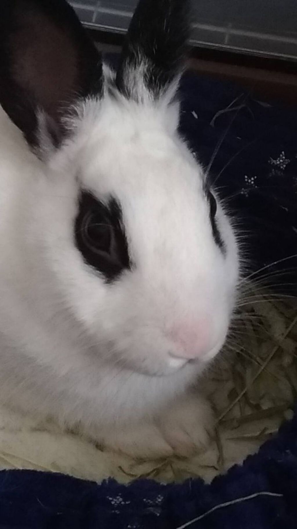 🦈𓂃𓈒𓏸︎︎︎︎