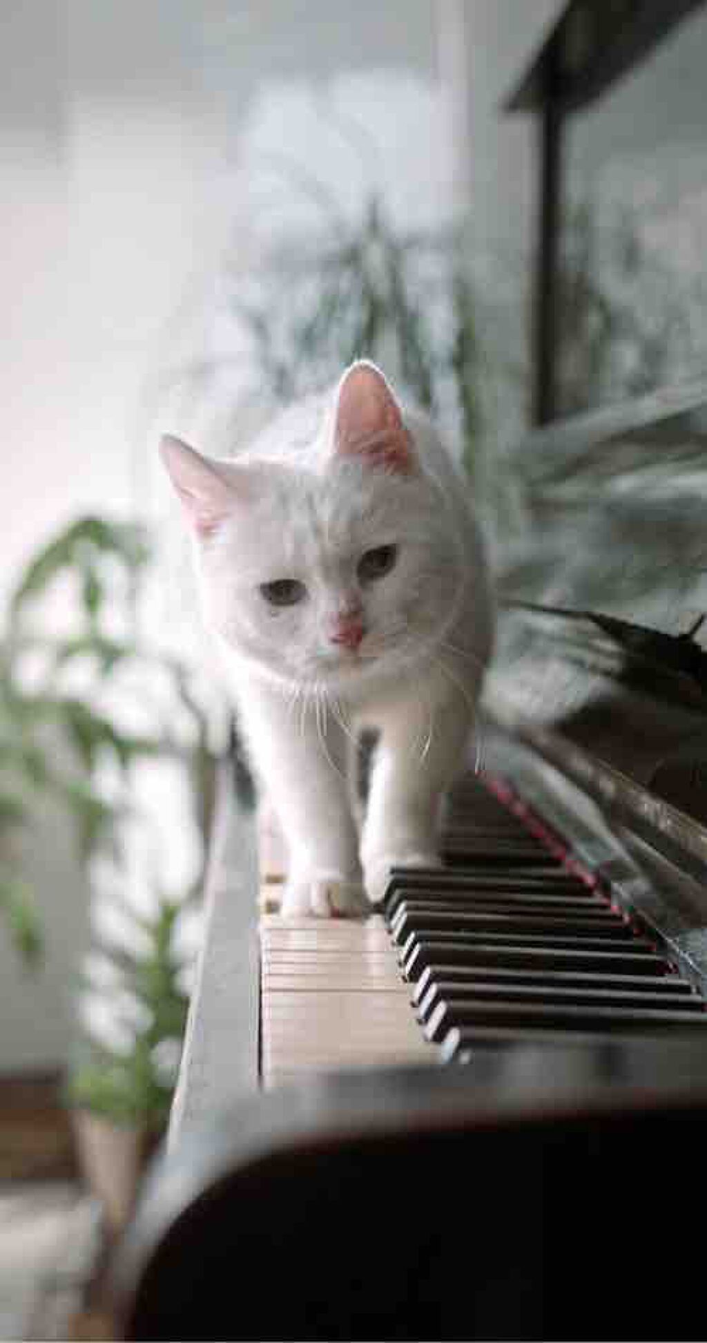 ‪꒰ঌ AZUKI ໒꒱