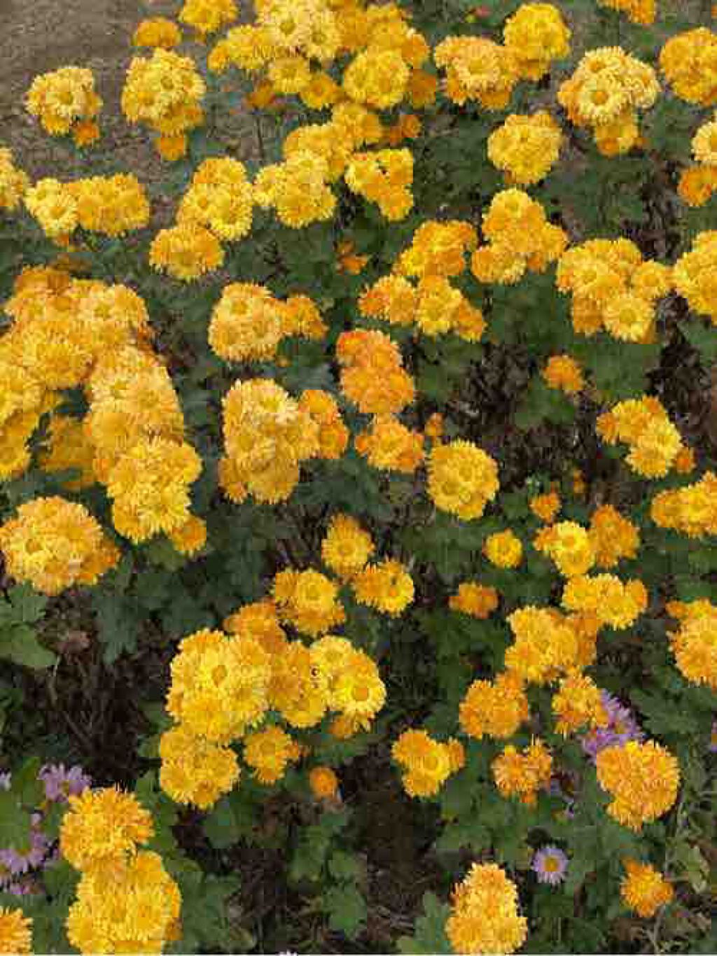 ねむり🌱いいねでフォロバ100%