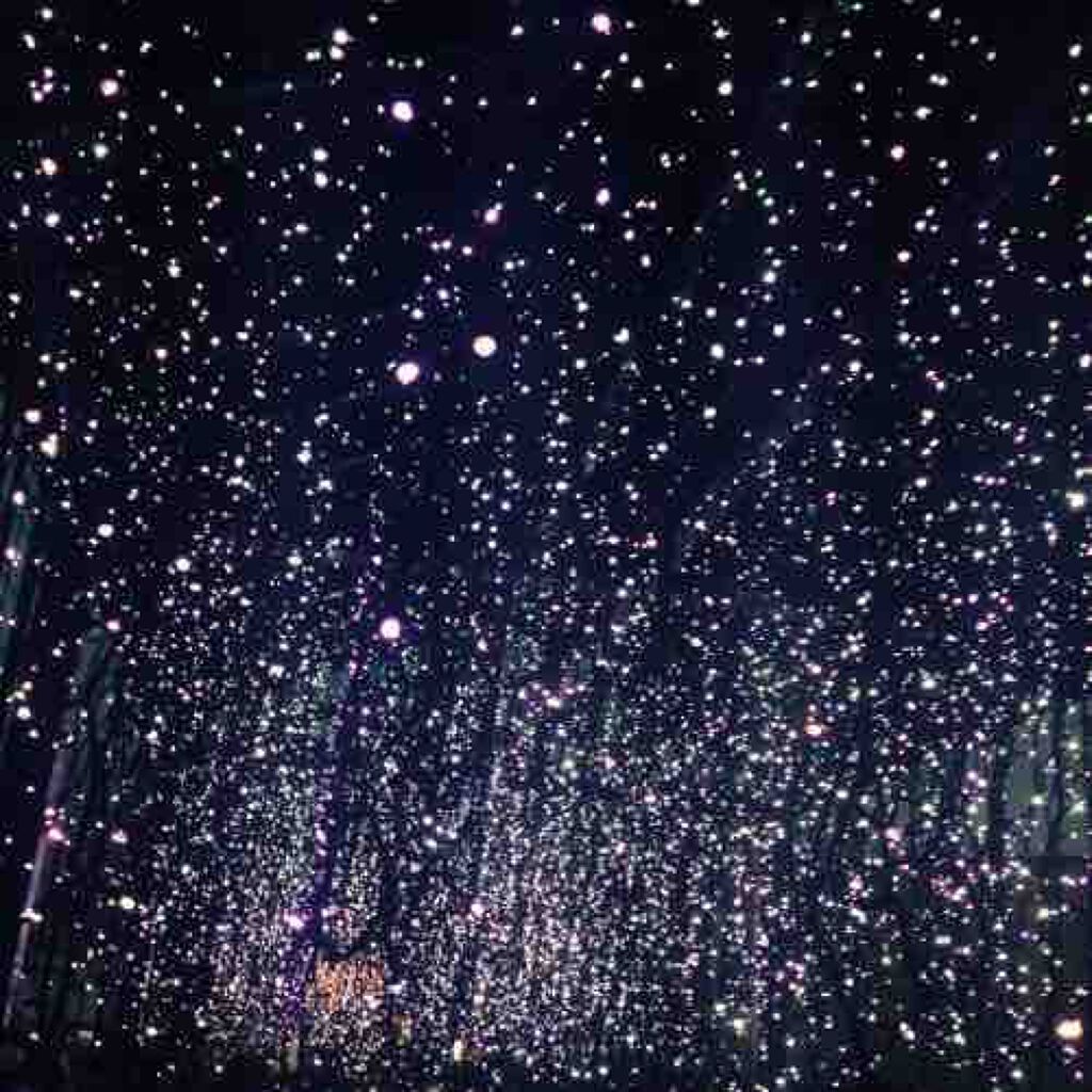 水曜日にゃんこ