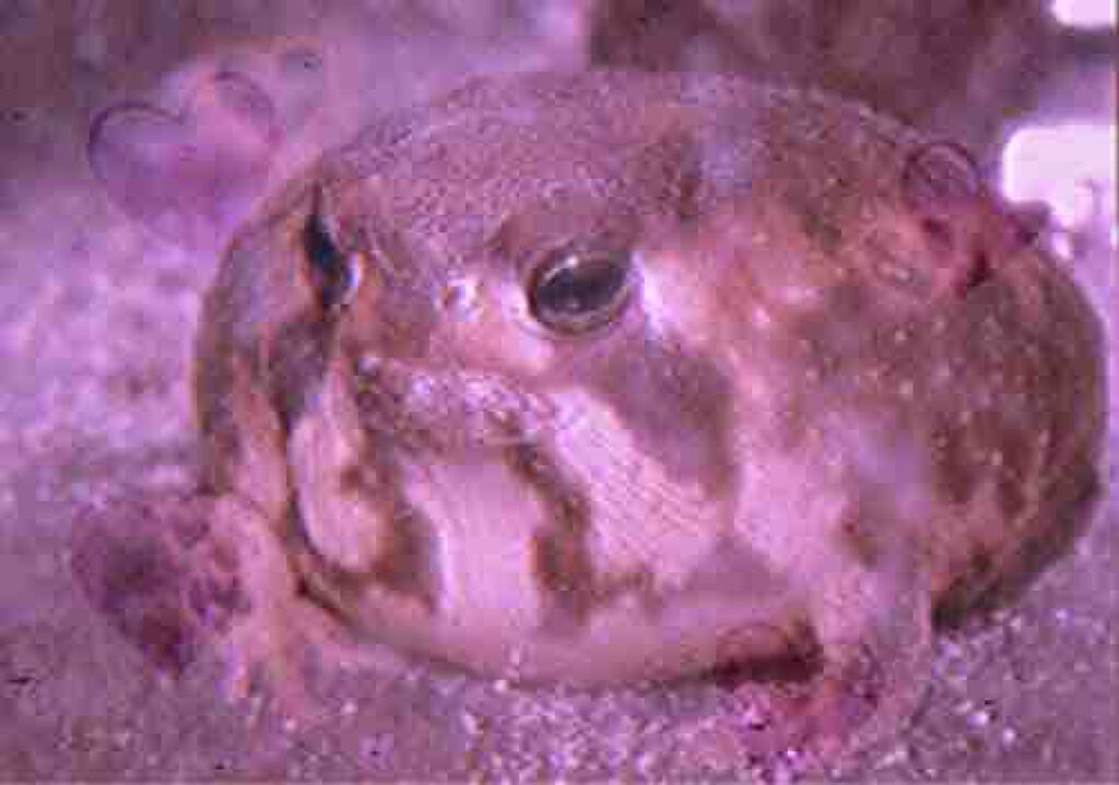 カエル🐸ちゃん