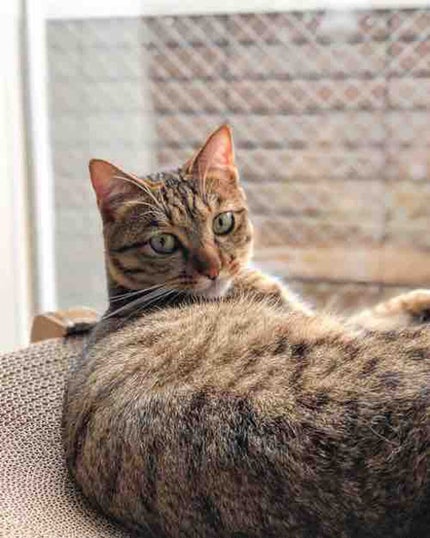 まなけん 本音レビュー