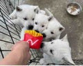 ケロケロ