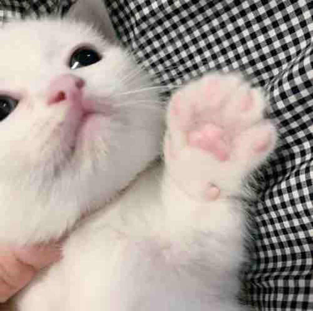 elle•*¨*☆*･ﾟ