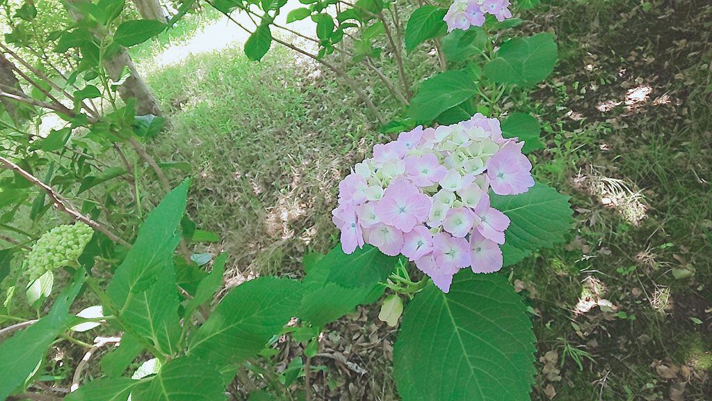 ♡𝑚𝑖𝑠𝑎𝑘𝑖♡