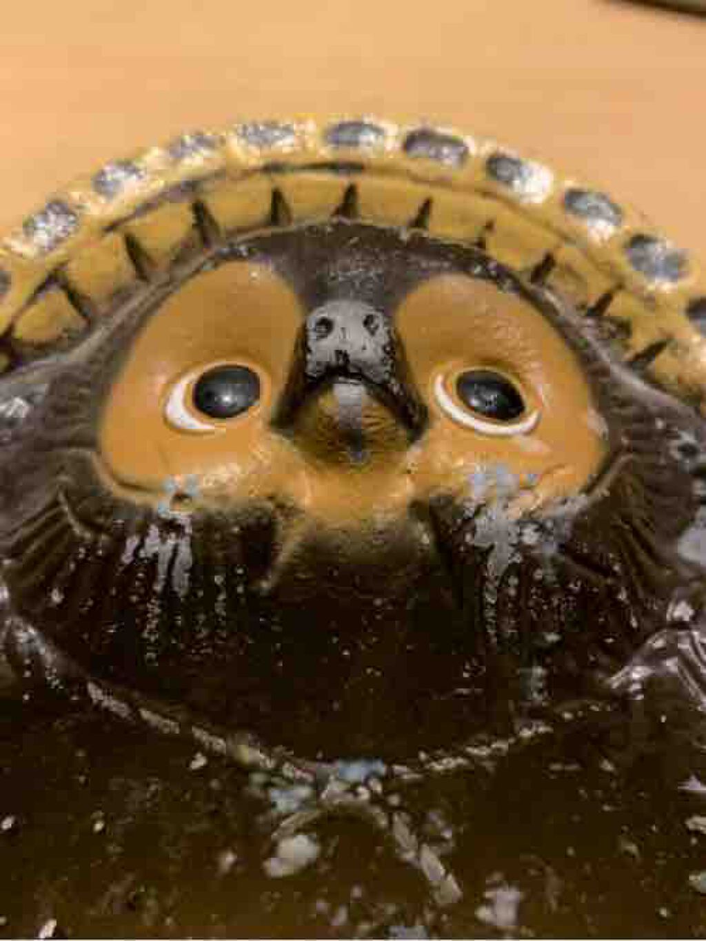 蛹@フォロバ100%