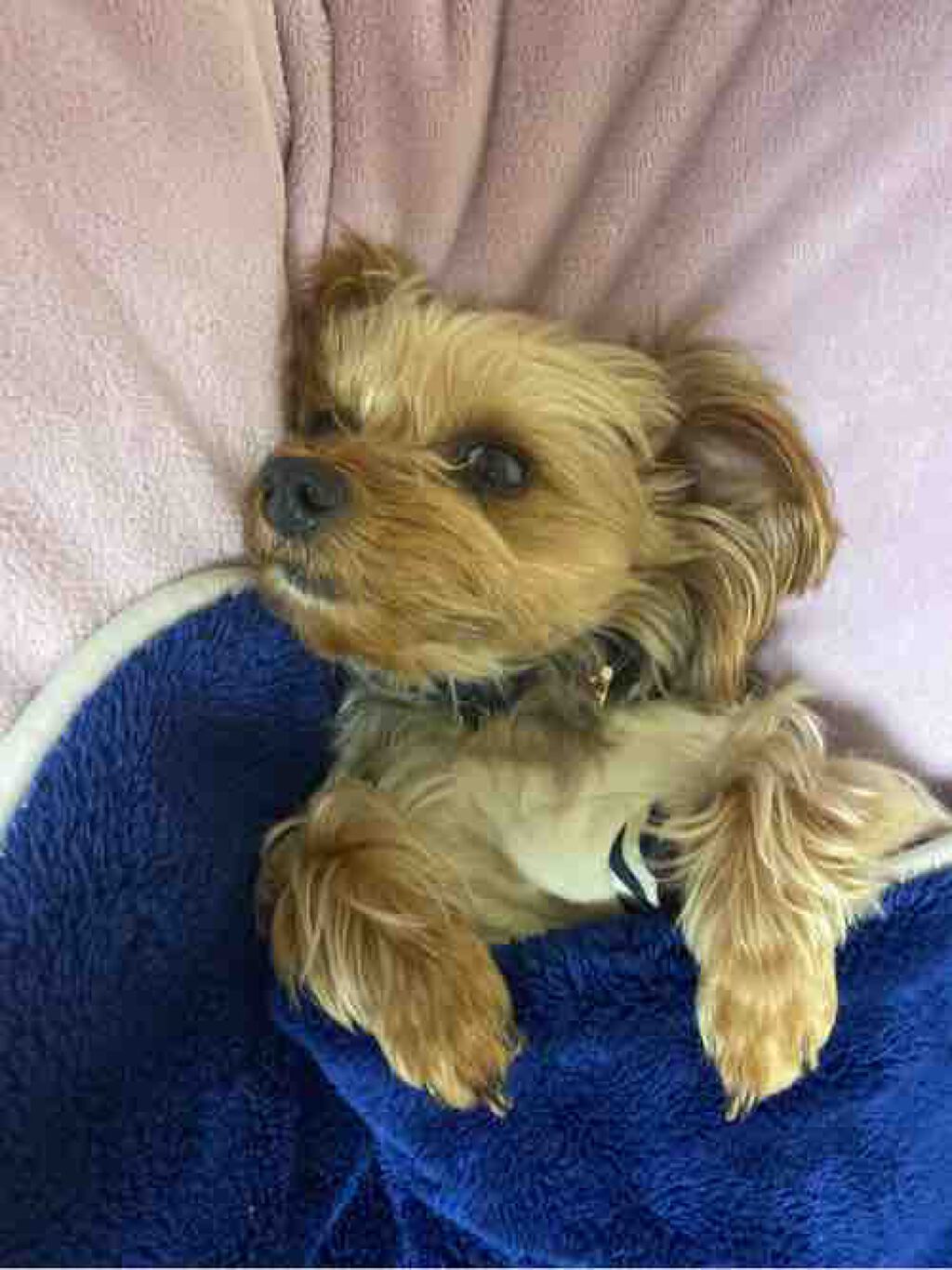 ポムポムプリンとヨーキーの♂6歳を飼って