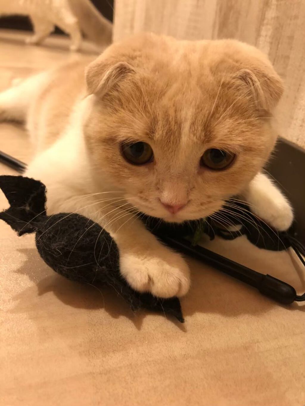 まぴろんコスメ♡