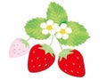 苺のつぶつぶ🍓