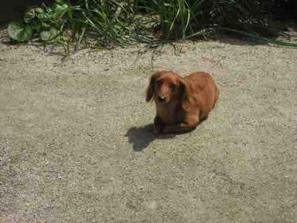 🌷🇰🇷フォロバ100！！