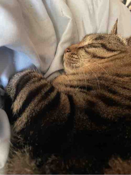 狸子ᐢ⓿ᴥ⓿ᐢ👍全フォロー目指す