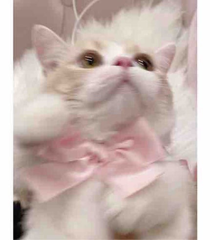 ☃︎真城雪姫☃︎