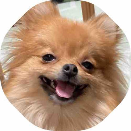 ポンメラニアン