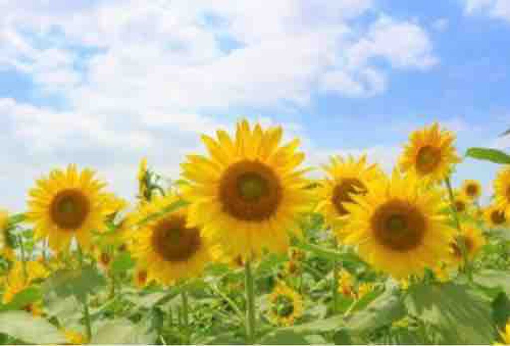 ひまわり◡̈︎相互フォロー